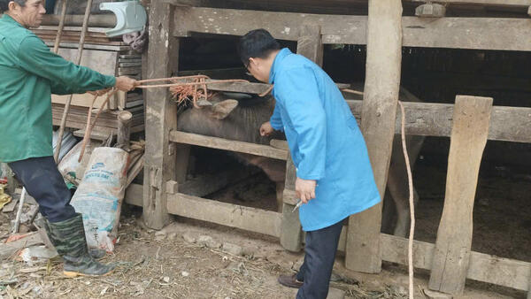 Hữu Liên triển khai tiêm phòng gia súc đợt 1 năm 2026